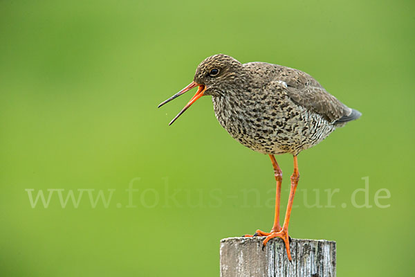 Rotschenkel (Tringa totanus)