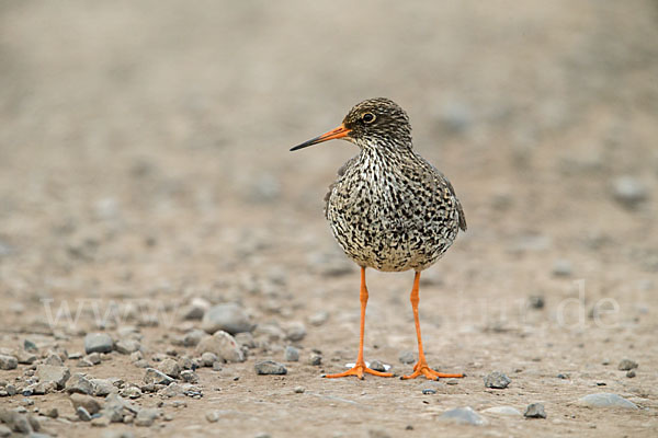 Rotschenkel (Tringa totanus)