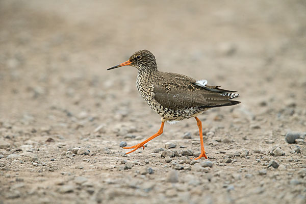 Rotschenkel (Tringa totanus)