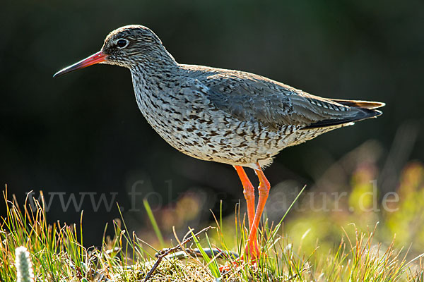 Rotschenkel (Tringa totanus)