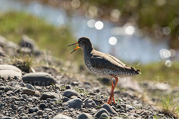 Rotschenkel (Tringa totanus)