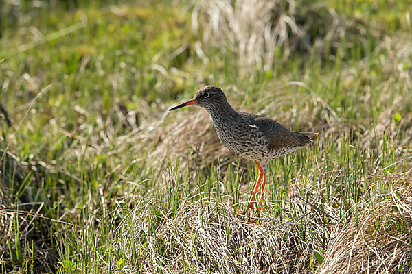 Rotschenkel (Tringa totanus)