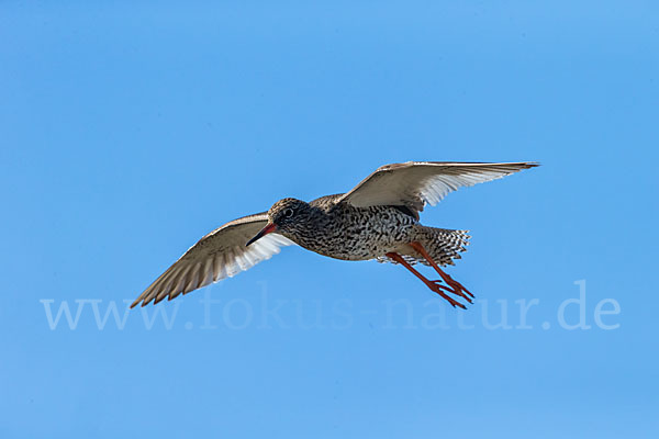 Rotschenkel (Tringa totanus)