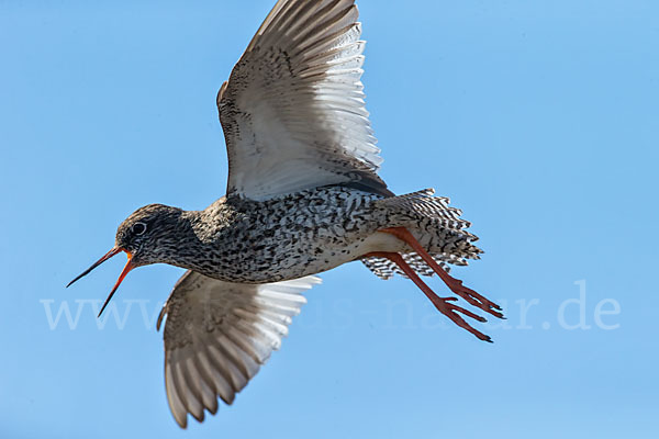 Rotschenkel (Tringa totanus)