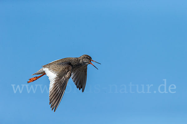 Rotschenkel (Tringa totanus)