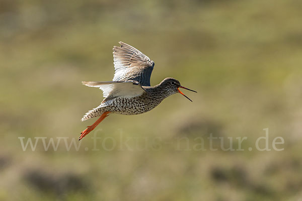 Rotschenkel (Tringa totanus)