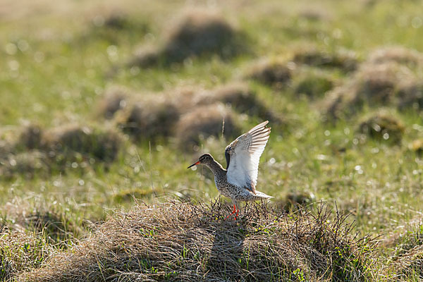 Rotschenkel (Tringa totanus)