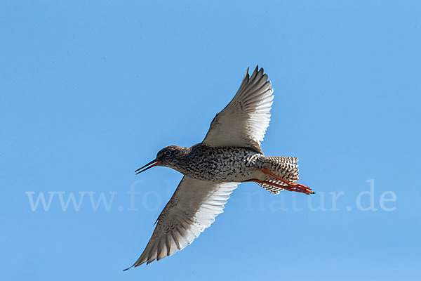 Rotschenkel (Tringa totanus)