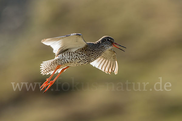 Rotschenkel (Tringa totanus)