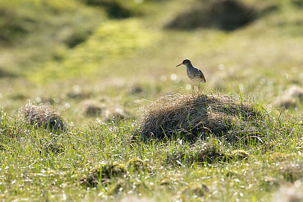 Rotschenkel (Tringa totanus)