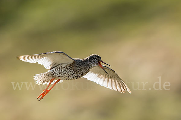 Rotschenkel (Tringa totanus)