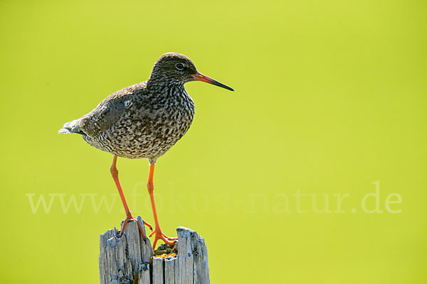 Rotschenkel (Tringa totanus)