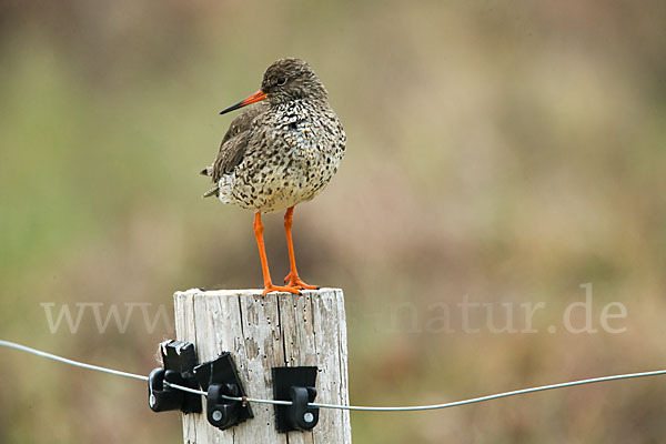 Rotschenkel (Tringa totanus)