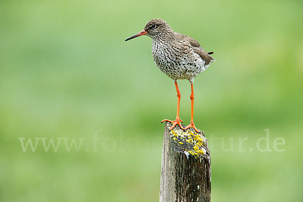 Rotschenkel (Tringa totanus)