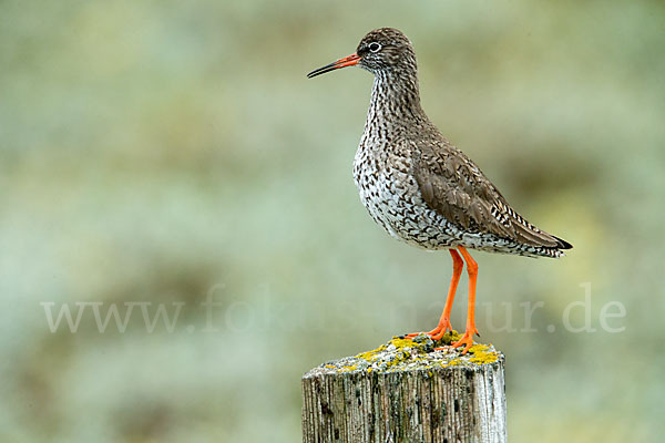 Rotschenkel (Tringa totanus)