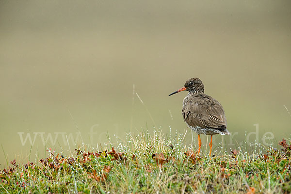 Rotschenkel (Tringa totanus)