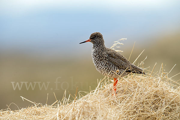 Rotschenkel (Tringa totanus)