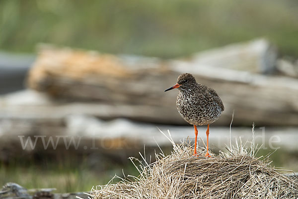 Rotschenkel (Tringa totanus)