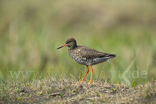 Rotschenkel (Tringa totanus)