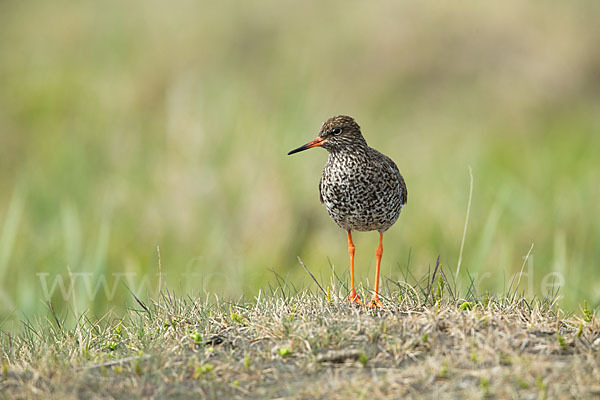 Rotschenkel (Tringa totanus)