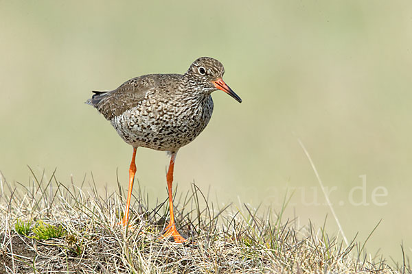 Rotschenkel (Tringa totanus)