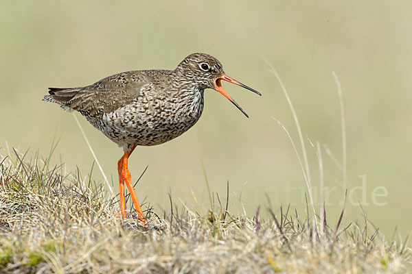 Rotschenkel (Tringa totanus)