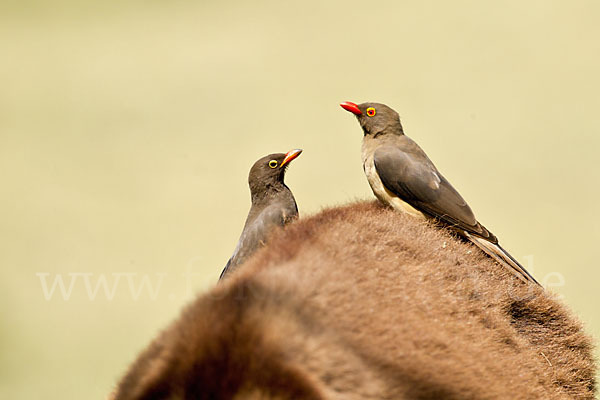 Rotschnabel-Madenhacker (Buphagus erythrorhynchus)