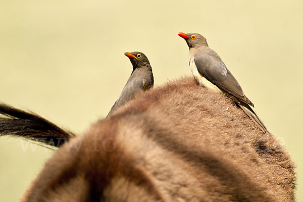 Rotschnabel-Madenhacker (Buphagus erythrorhynchus)