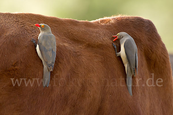 Rotschnabel-Madenhacker (Buphagus erythrorhynchus)