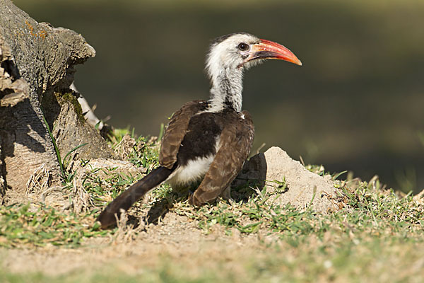 Rotschnabeltoko (Tockus erythrorhynchus)