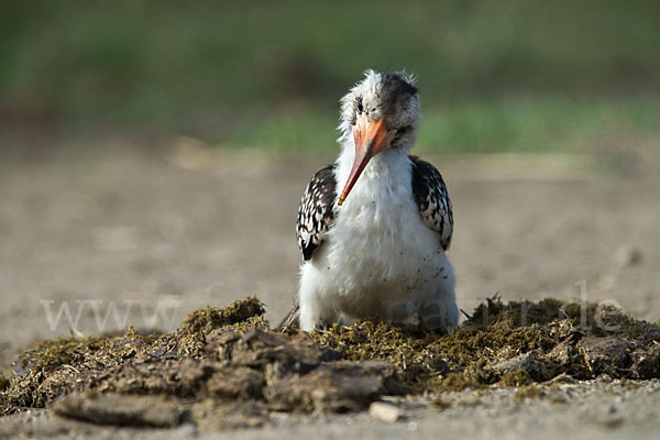 Rotschnabeltoko (Tockus erythrorhynchus)