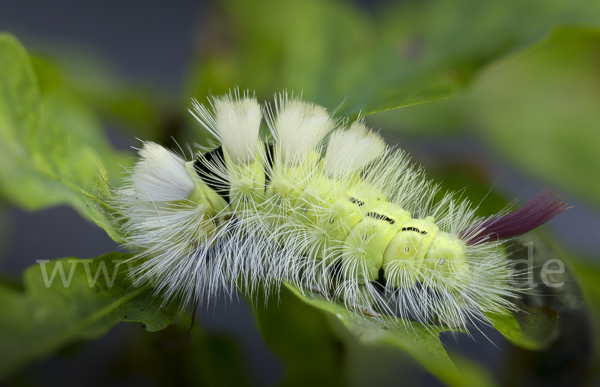 Rotschwanz (Elkneria pudibunda)