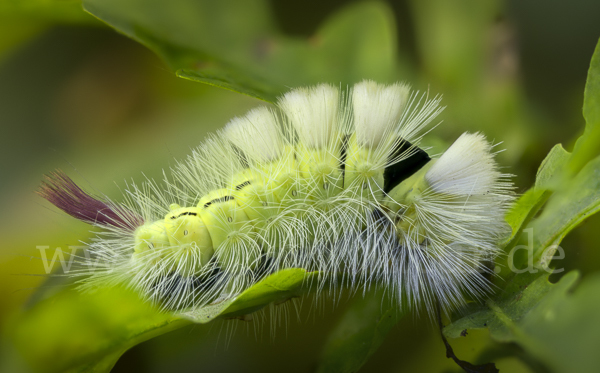 Rotschwanz (Elkneria pudibunda)