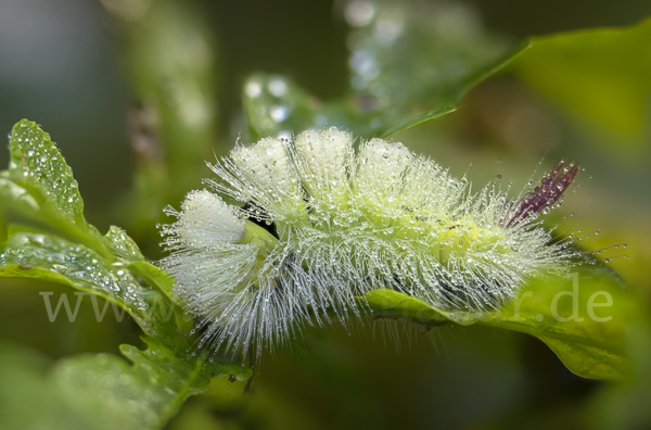 Rotschwanz (Elkneria pudibunda)