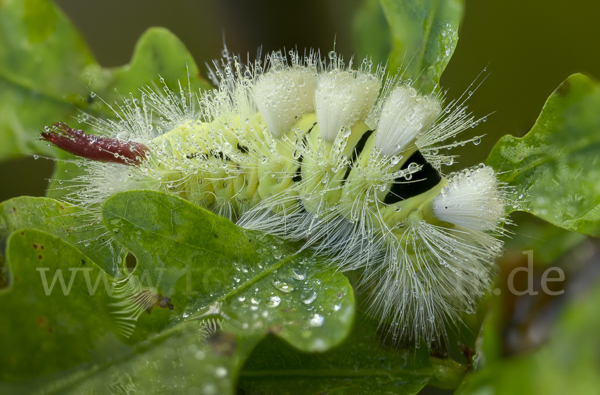 Rotschwanz (Elkneria pudibunda)