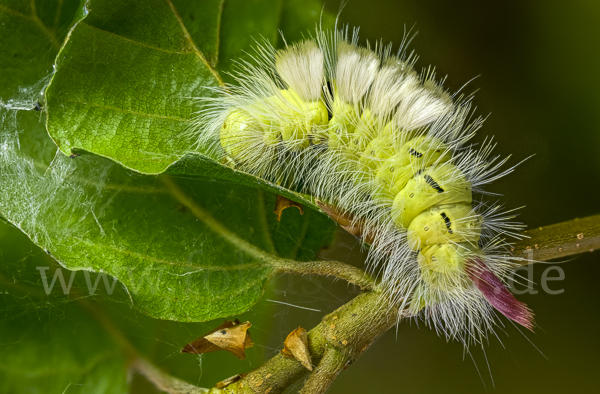 Rotschwanz (Elkneria pudibunda)