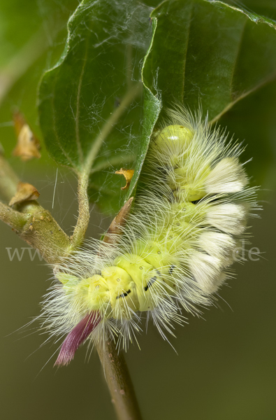 Rotschwanz (Elkneria pudibunda)