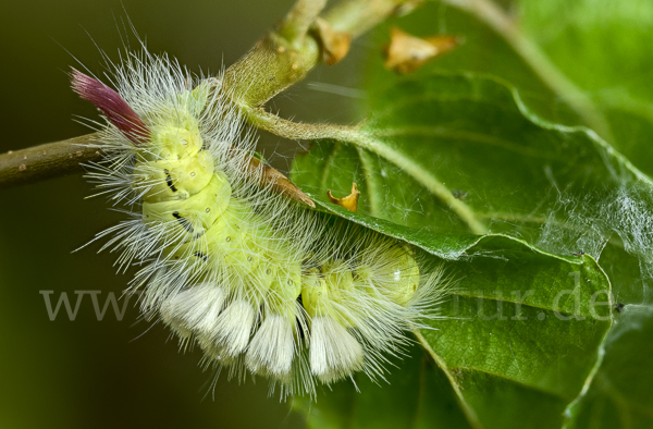 Rotschwanz (Elkneria pudibunda)