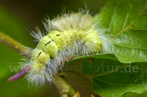 Rotschwanz (Elkneria pudibunda)