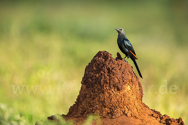 Rotschwingenstar (Onychognathus morio)