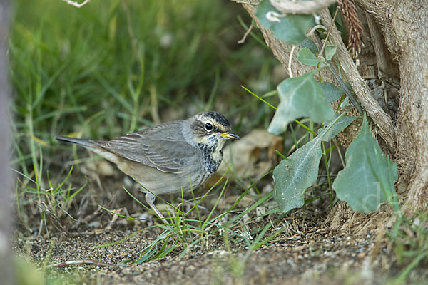 Rotsterniges Blaukehlchen (Luscinia svecica svecica)