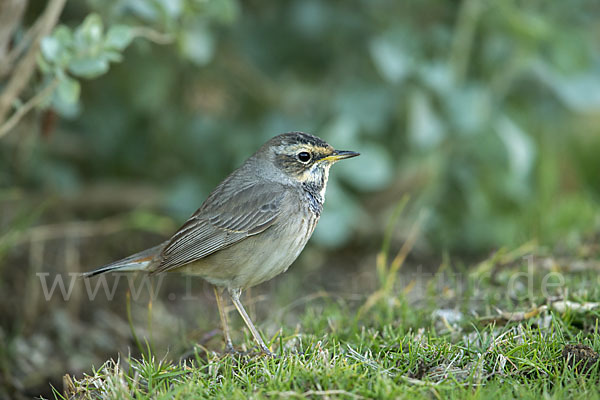 Rotsterniges Blaukehlchen (Luscinia svecica svecica)