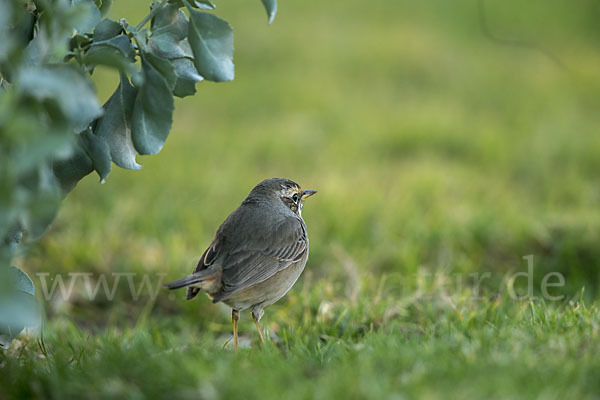 Rotsterniges Blaukehlchen (Luscinia svecica svecica)