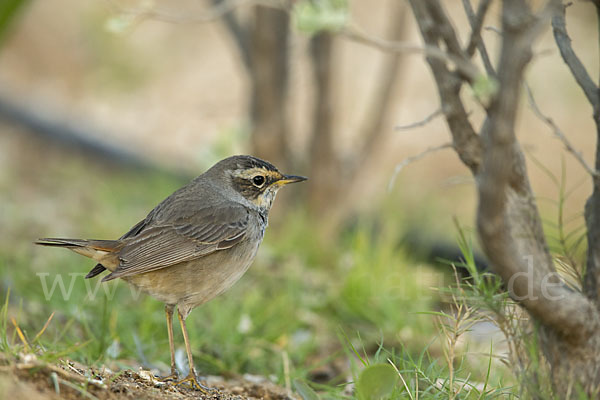 Rotsterniges Blaukehlchen (Luscinia svecica svecica)