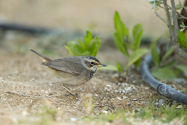 Rotsterniges Blaukehlchen (Luscinia svecica svecica)