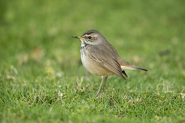 Rotsterniges Blaukehlchen (Luscinia svecica svecica)