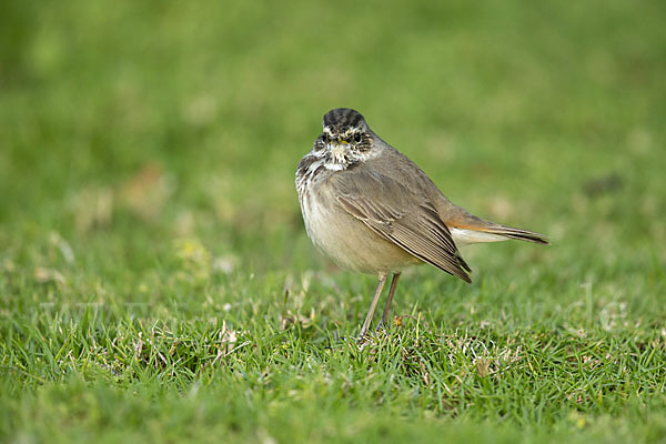 Rotsterniges Blaukehlchen (Luscinia svecica svecica)