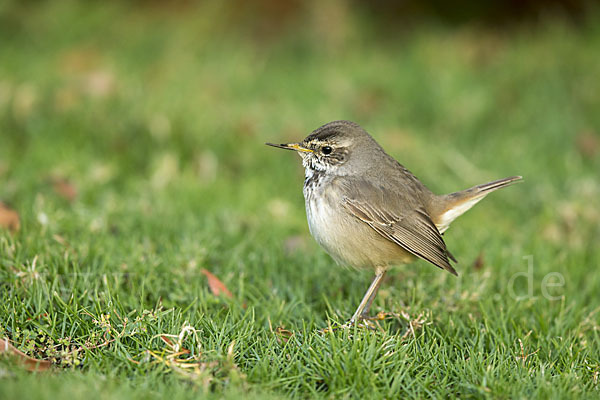 Rotsterniges Blaukehlchen (Luscinia svecica svecica)