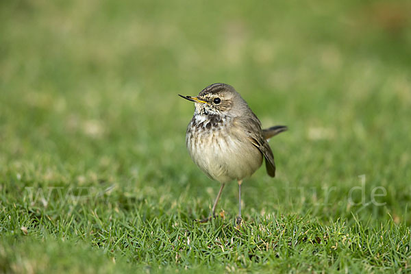 Rotsterniges Blaukehlchen (Luscinia svecica svecica)