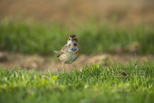 Rotsterniges Blaukehlchen (Luscinia svecica svecica)